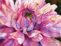 Пышный розовый цветок