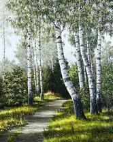 Широкая тропа в березовой роще
