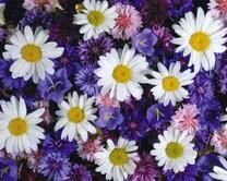 Ромашки, колокольчики и гвоздики