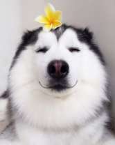 Хаски с цветком на голове