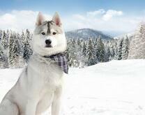 Большой хаски на фоне зимнего леса