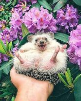 Довольный ёж