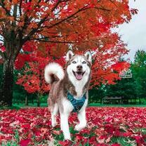 Пес хаски в осенней листве