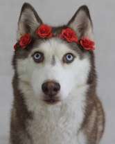 Хаски с веночком на голове