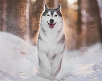 Довольный хаски среди снега