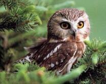 Молодой филин на еле