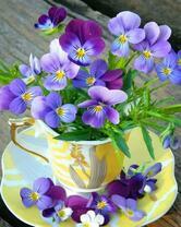 Букетик анютиных глазок в чашечке