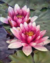 Роскошные цветы лотоса