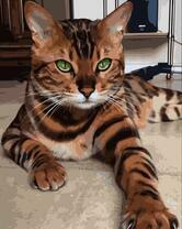 Тигровый кот