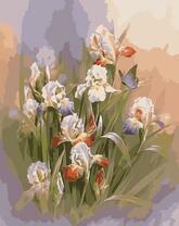 Ирисы в нежных оттенках