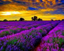 Облака над лавандовым полем