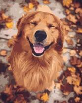 Довольный рыжий пес осенним днем