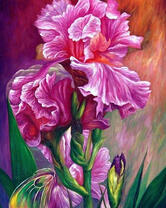 Красивый цветок ириса