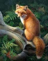 Хитрая лисичка в зарослях папоротника