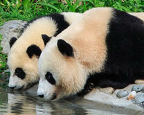 Панды на водопое