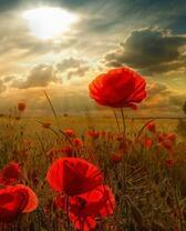 Солнечные лучи над полем цветущих маков