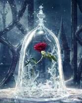 Роза под прозрачным куполом