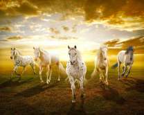 Красивые лошади на фоне восходящего солнца