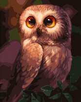 Маленький птенец совы