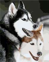 Пара лаек на снегу