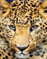 Очень красивый леопард