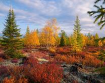 Опушка осеннего леса