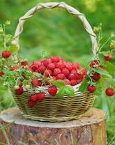 Корзинка спелой земляники