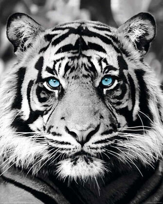 Тигр черный или белый черно белый гифка