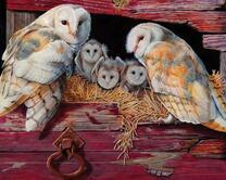 Обыкновенные сипухи и х потомство