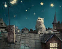 Котик на крыше под звездами