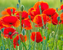 Яркий цвет полевых маков