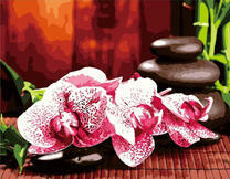 Цветы орхидеи и камни