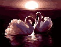 Белые лебеди на закате дня