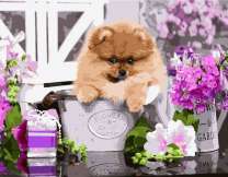 Пушистый щеночек и цветы