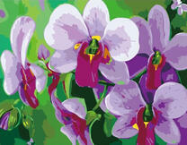 Нежные цветы орхидеи