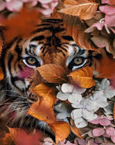 Тигр и гортензия