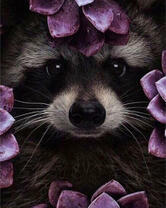 Енот среди каменных роз