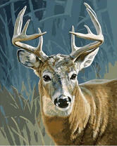 Олень неимоверной красоты