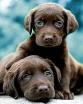 Симпатичные щенки лабрадора