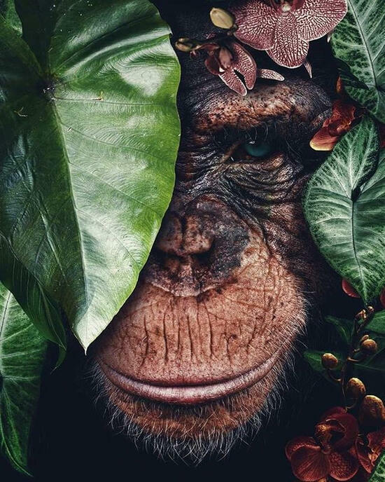 Картина по номерам 40x50 Шимпанзе за зелеными листьями