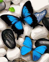 Синие бабочки на камнях