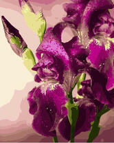 Красивые цветы ирисов