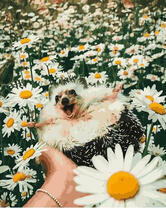 Довольный ёж среди ромашек