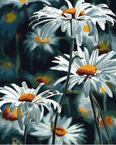 Крупные ромашки на клумбе