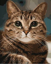 Большеглазый кот