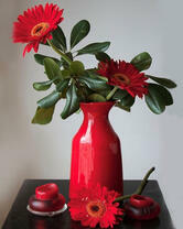 Красные герберы в красной вазе