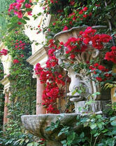 Плетущаяся роза на фасаде здания