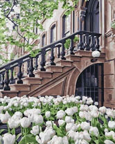 Белые тюльпаны возле дома