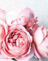 Нежно-розовые розы