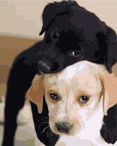 Два милых щенка лабрадора